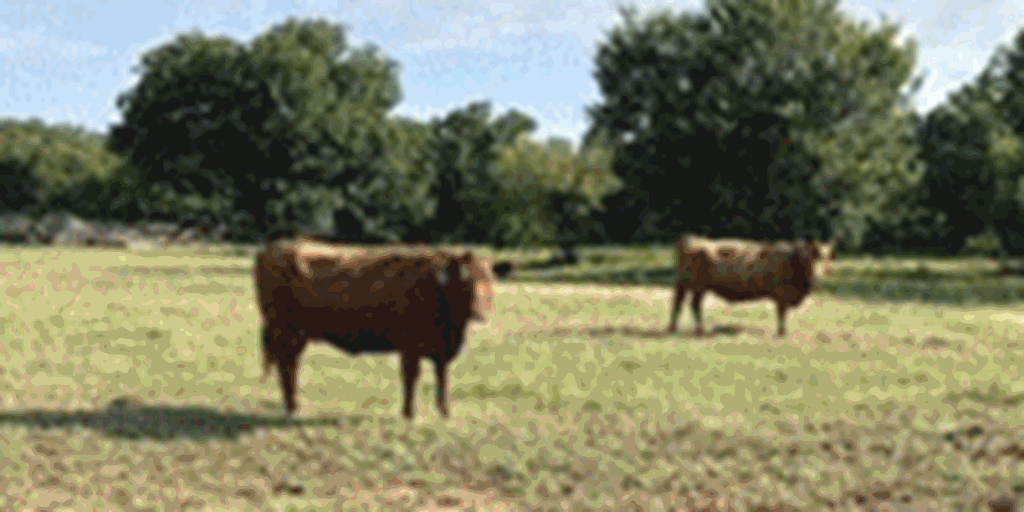 25 Angus & Red Angus Cows & Bred Heifers... Southwest OK