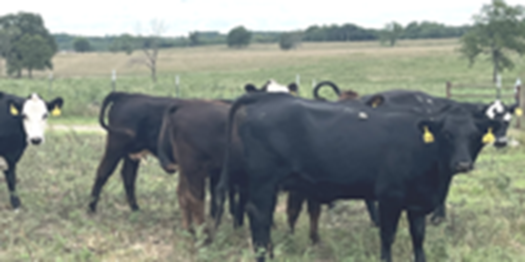 10 Angus & BWF Bred Heifers... Southwest MO