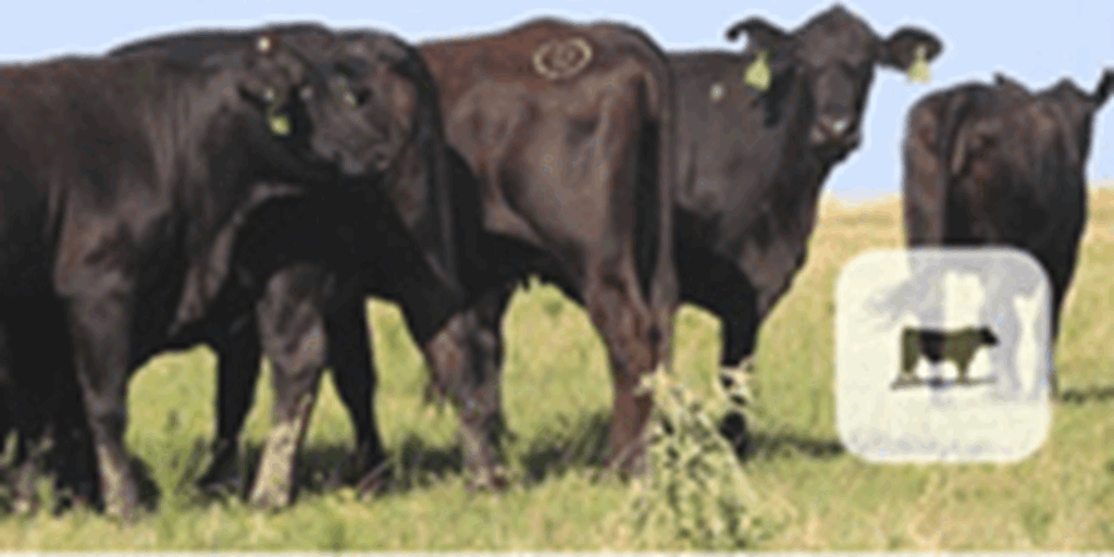71 Brangus Cows & Calves... Northeast TX