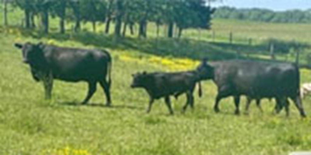 16 Angus & Angus/Simmental Cows w/ 8+ Calves... S. Central IN