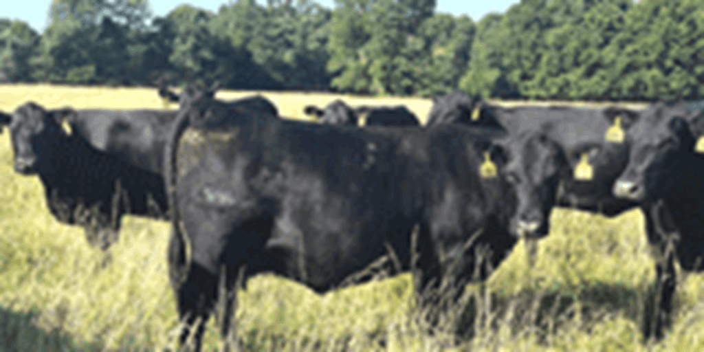 27 Angus & BWF Cows... Southwest MO