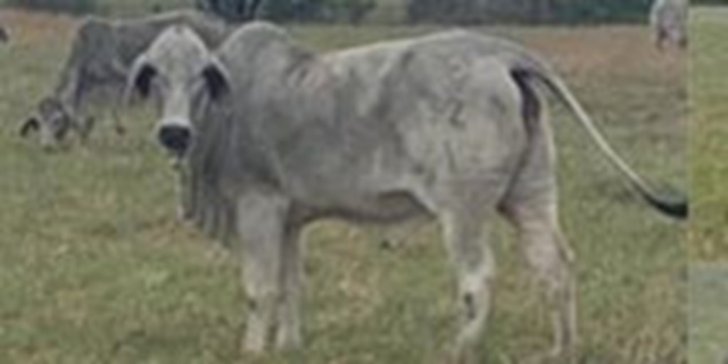 61 Reg. Brahman Cows w/ 8+ Calves... South TX