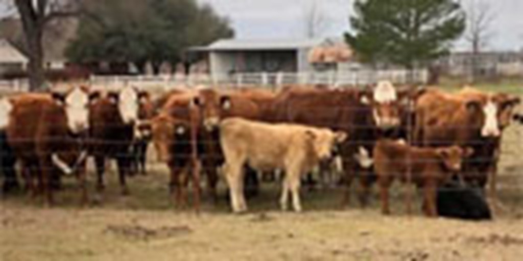 50 Red Angus & 'RWF' Cows w/ 25+ Calves... Southeast OK