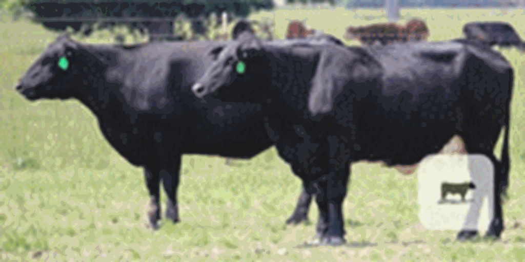 250 Angus Cows... Northeast TX