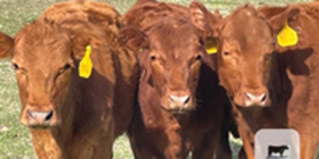 19 Red Angus Rep. Heifers... N. Central TX