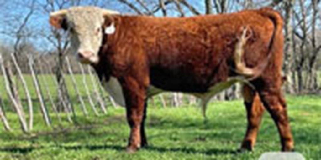1 Reg. Horned Hereford Bull... N. Central TX