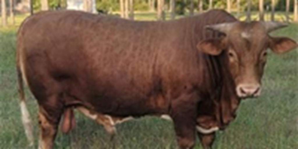 1 Beefmaster Bull... Southeast TX