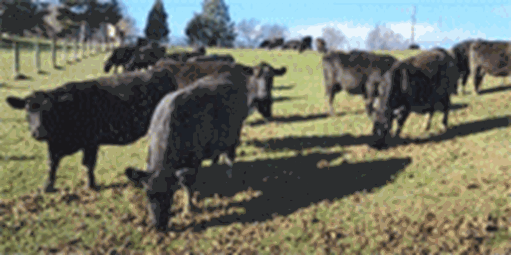120	Purebred Angus Cows... Southeast PA