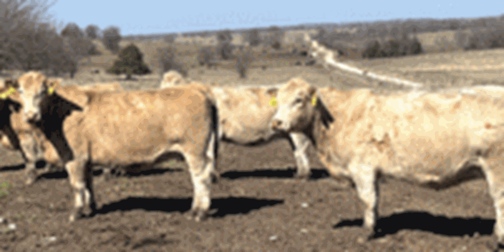 33 Charolais/Red Angus Cows... Southwest MO