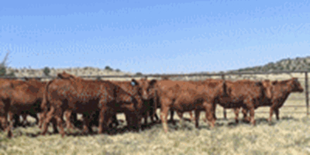 60 Red Angus Bred Heifers... Central NM