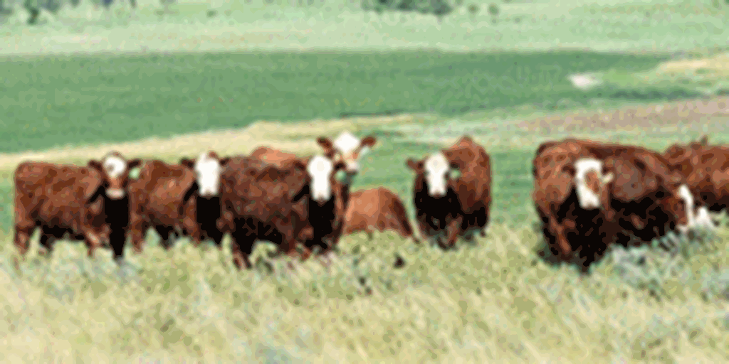 300 Red Angus Cross 'RWF' Bred Heifers... E. Central ND