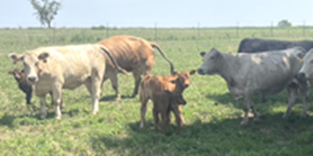 30 Charolais Cross Cows w/ 7+ Calves... Southwest MO