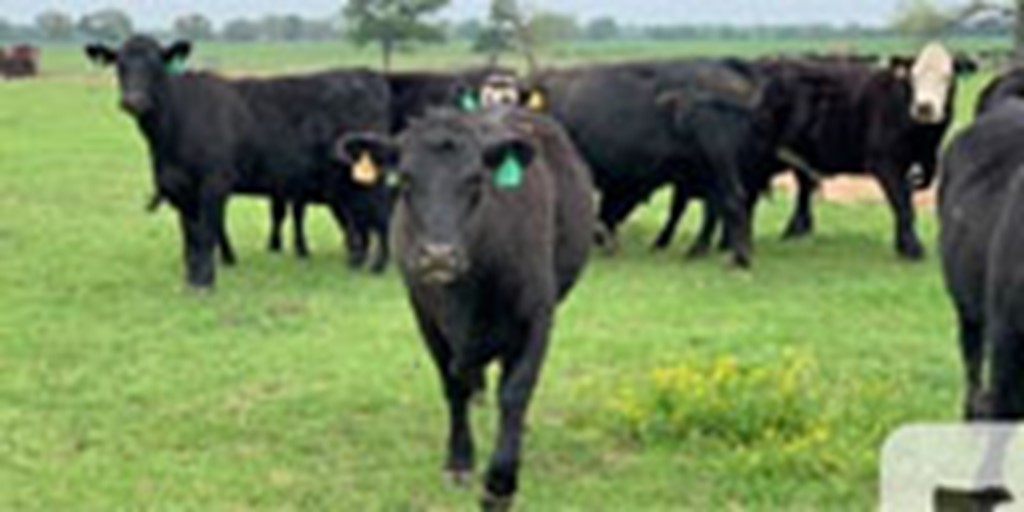 11 Angus & BWF Bred Heifers... Central TX
