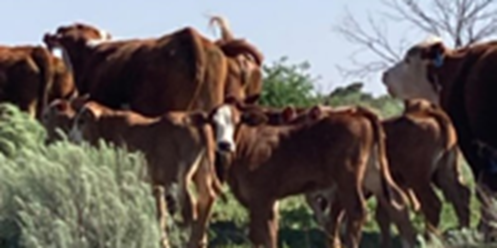 25 Hereford Cows w/ 20+ Calves... TX Panhandle