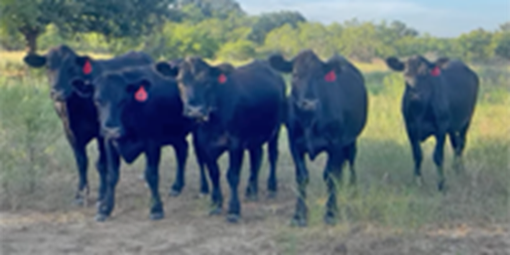 13 Angus/Brangus Bred Heifers w/ 1+ Calf... N. Central TX