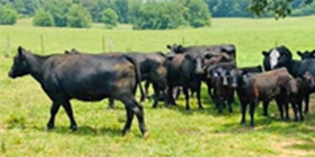 60 Angus & SimAngus Cows w/ 39 Calves... S. Central IN