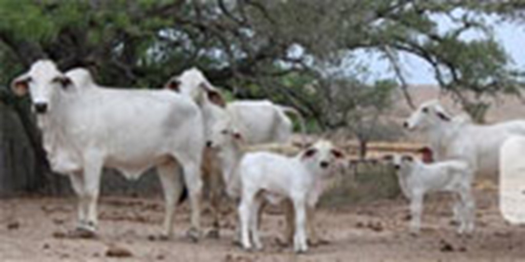 7 Reg. Grey Brahman Bred Heifers w/ 3+ Calves... South TX