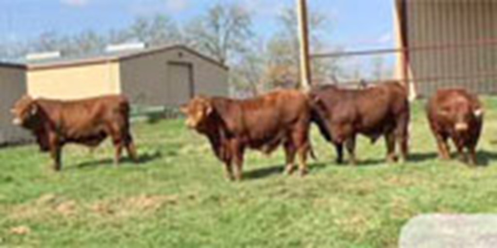 6 Reg. Beefmaster Bulls... S. Central TX