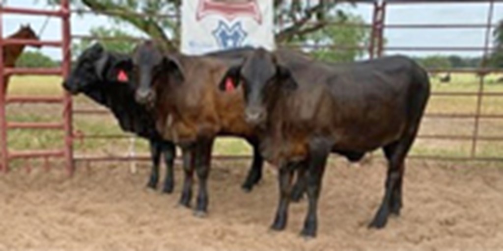 3 Brangus Rep Heifers... S. Central TX