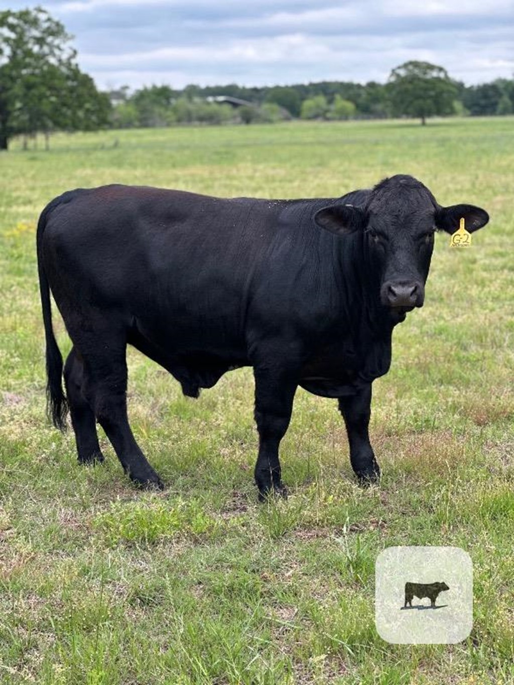 2 Balancer/Beefmaster Bulls... Central TX Cattle Range