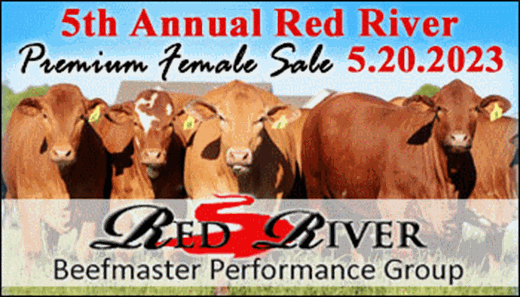 SS-Red River Beefmaster Premium Female Sale-05-20-2023