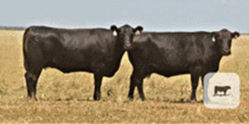 100	Angus Cows w/ 12+ Calves... TX Panhandle