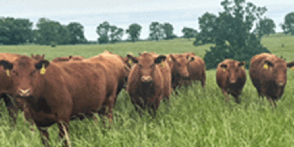40 Red Angus & RWF Cows... Southwest MO
