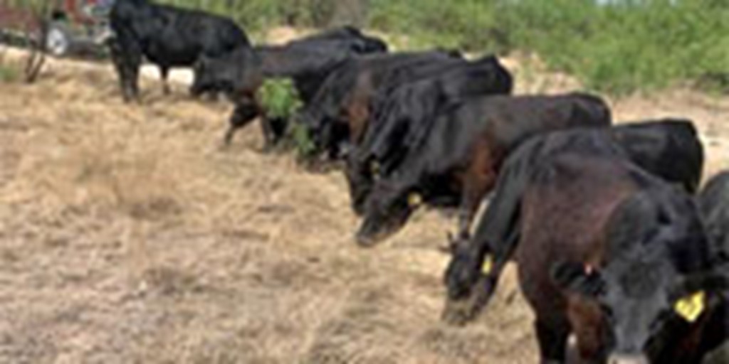 13 Angus Bred Heifers... W. Central TX
