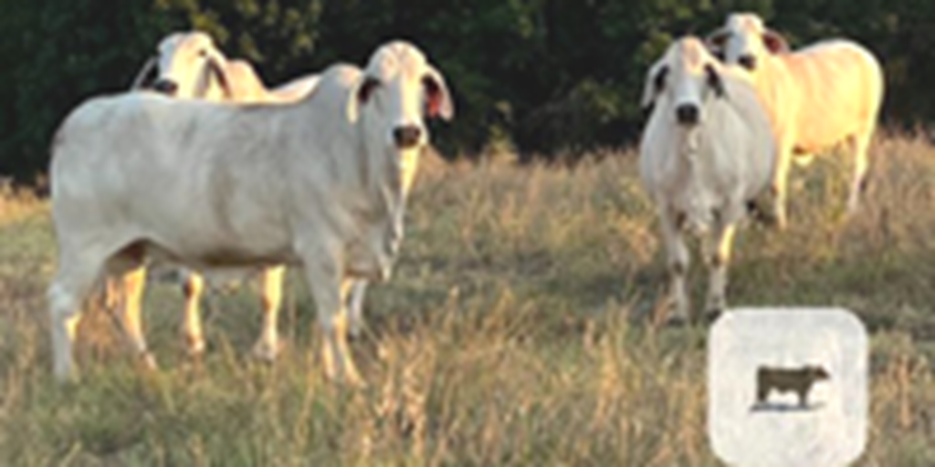 170	Brahman Cows... East TX