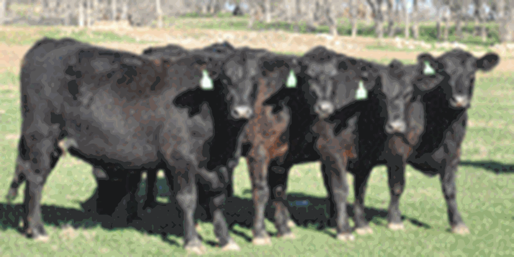 16 Angus Bred Heifers... Central TX