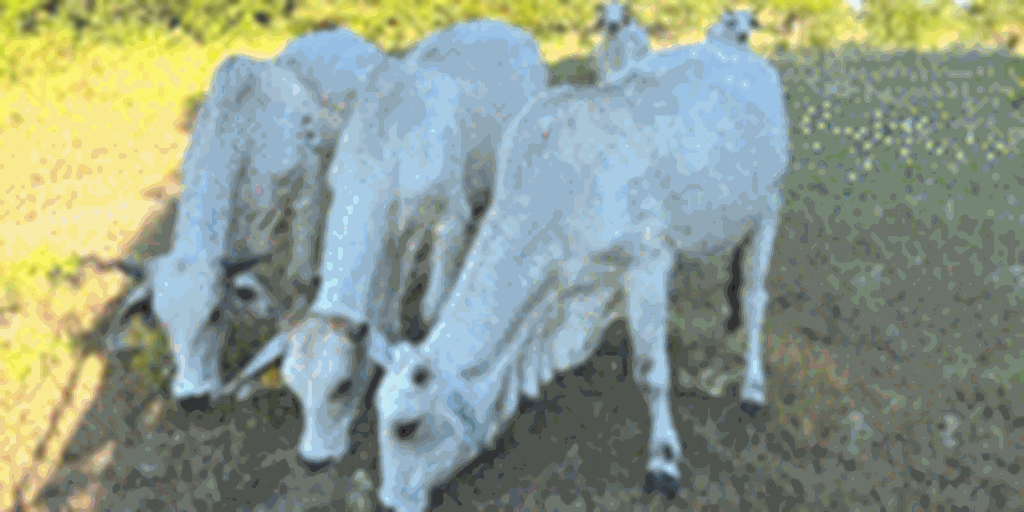 90 F1 Braford, Brangus, & Brahman Cows w/ 35+ Calves... Northwest LA