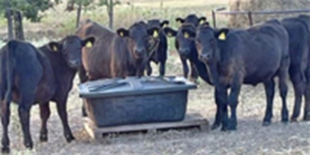 10 Akaushi Stocker Calves... East TX