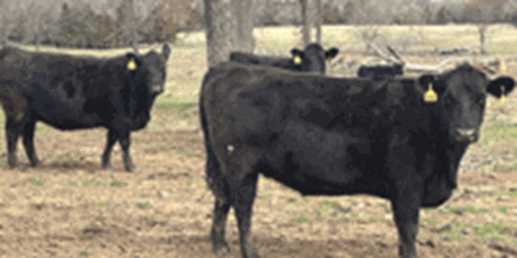 25 Angus & BWF Cows... Southwest MO