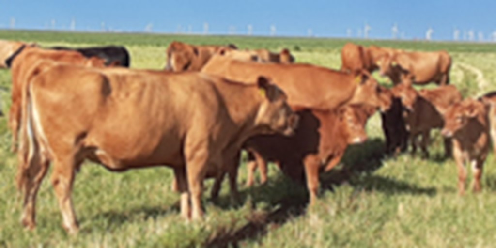 27 Akaushi Cows... TX Panhandle ~ FD