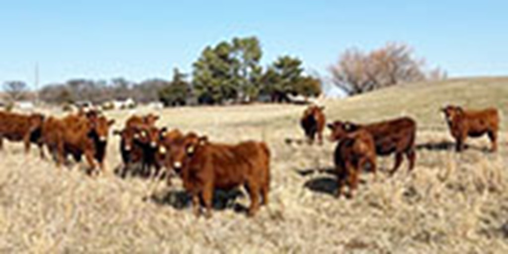 130	Red Angus Bred Heifers... Northeast OK ~ FD