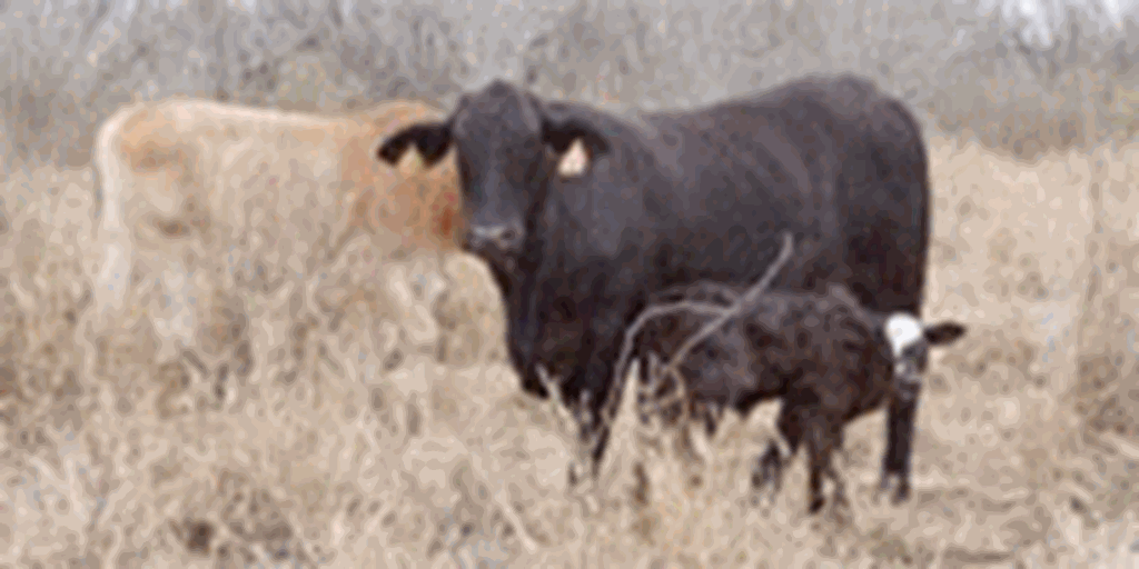 10 Brangus 1st-Calf Heifers w/2+ Calves... South TX