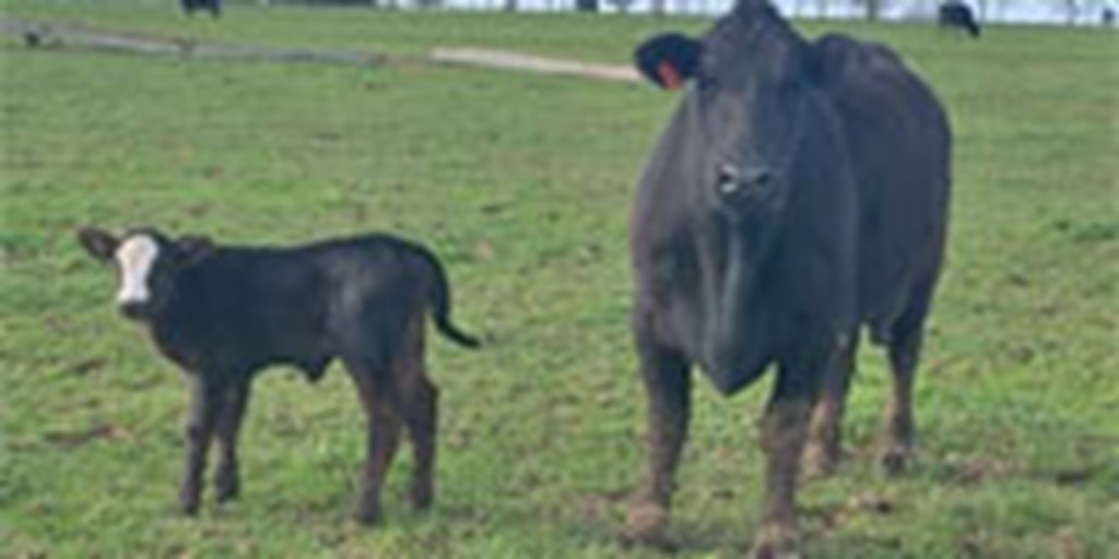 300 Angus Cross Cows w/ 150+ Calves... Northeast AR
