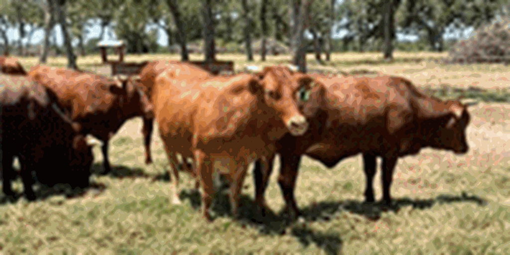 25 Beefmaster Bred Heifers... Central TX