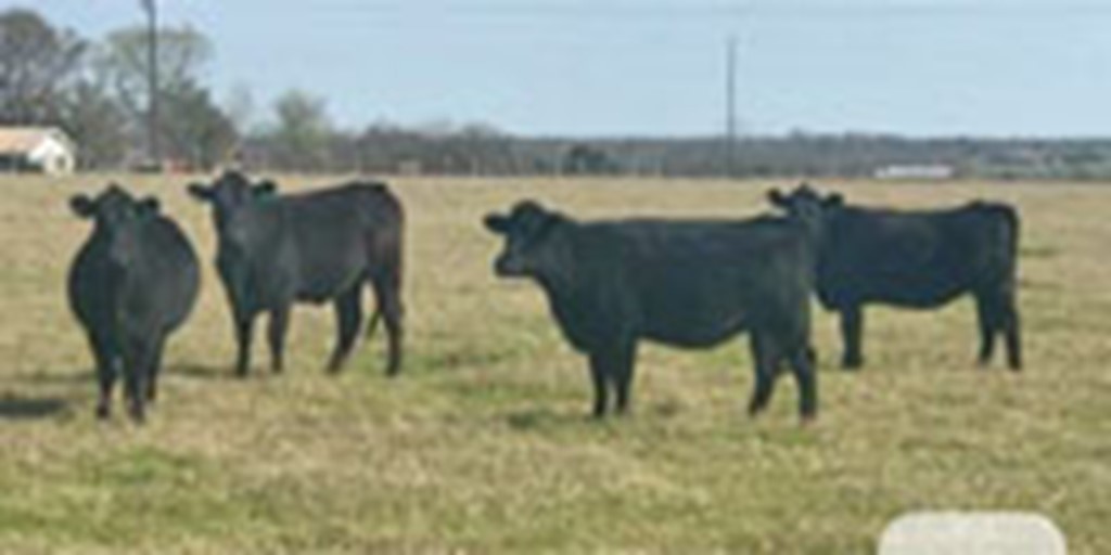4 Angus Bred Heifers... Central TX