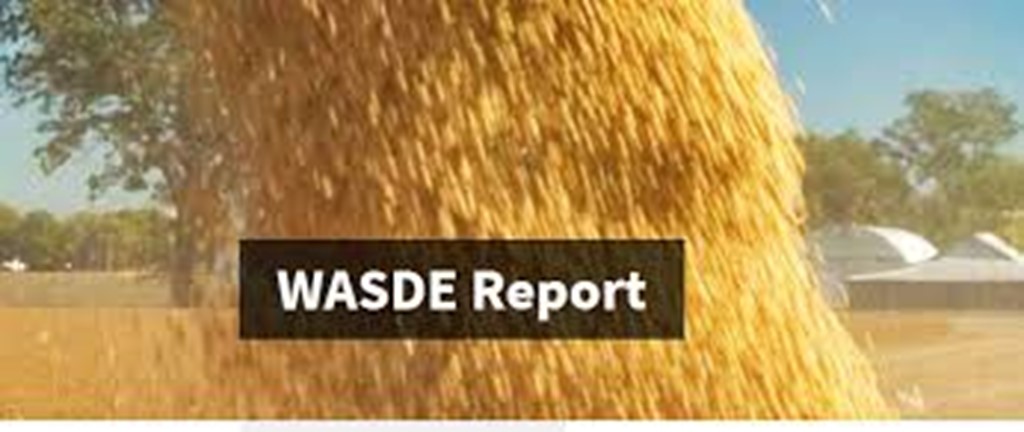 August USDA 'WASDE' Report: Forecasts for both Cattle & Corn Prices Raised