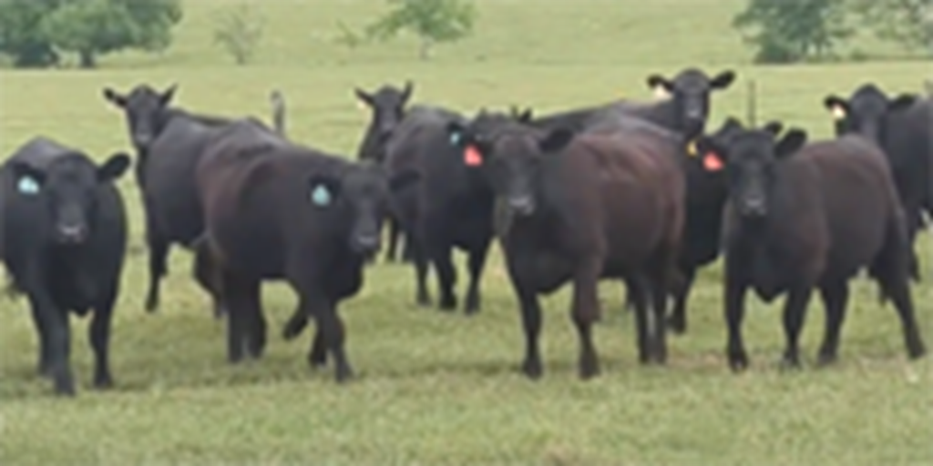 45 Angus & Angus Plus Bred Heifers... S. Central TX