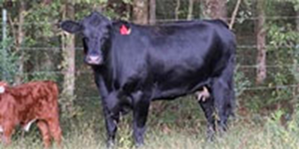 160 Angus Cows... Western TN