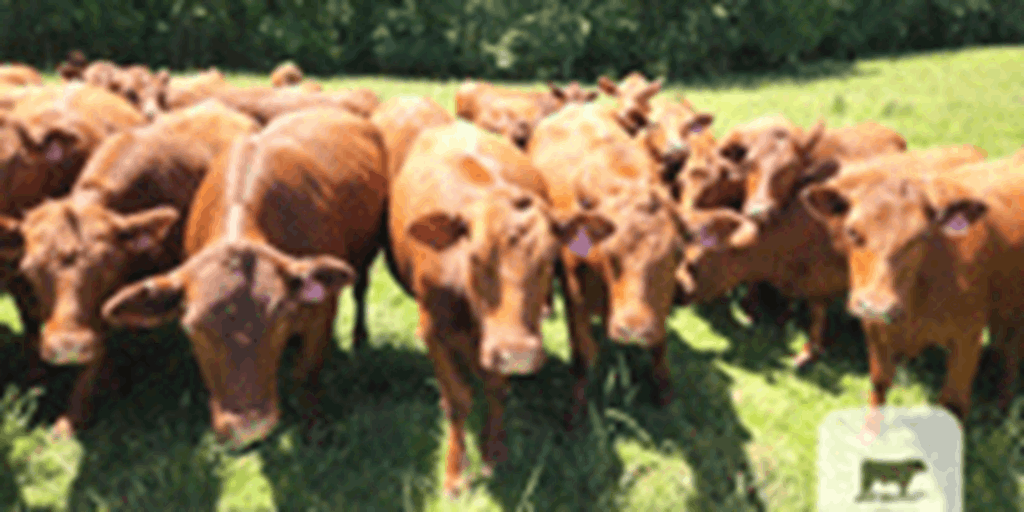 125 Red Angus Bred Heifers... W. Central AR