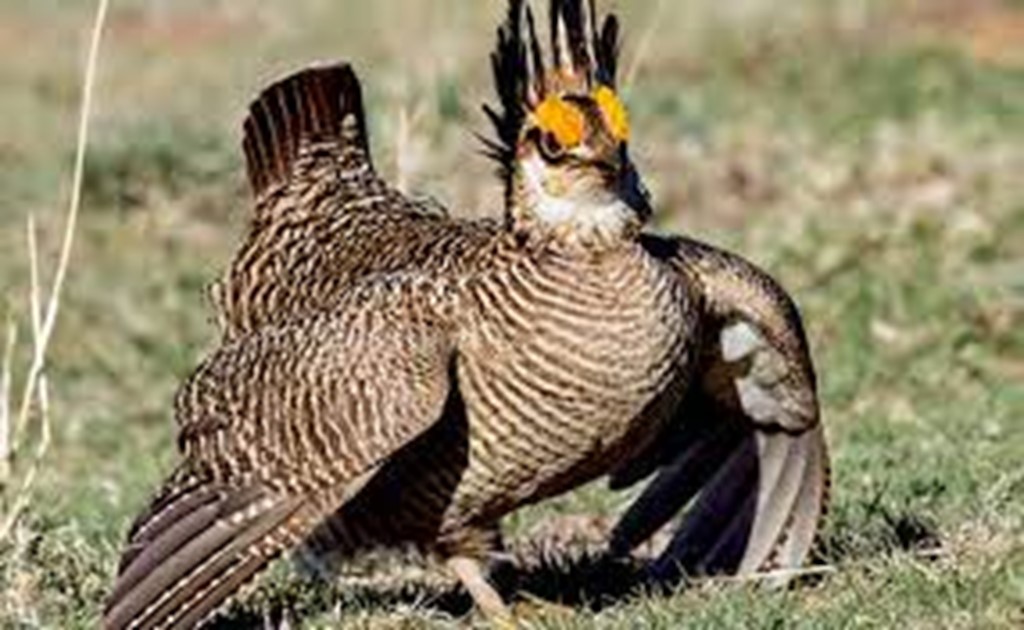 Texas files Lawsuit over the Lesser Prairie Chicken being relisted as an Endangered Species