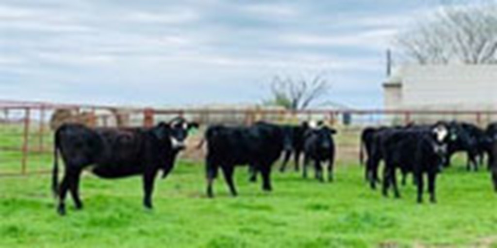 20 Angus & BMF Cows... Central TX