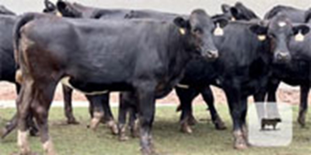 20 F1 Angus/Holstein Cross Rep. Heifers... Central TX