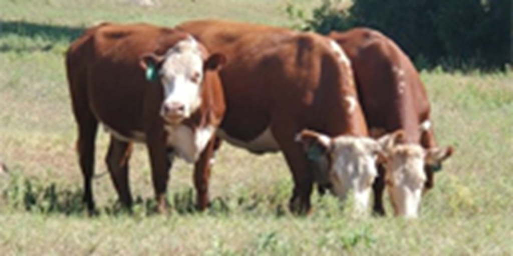 51 Hereford Cows.... N. Central OK