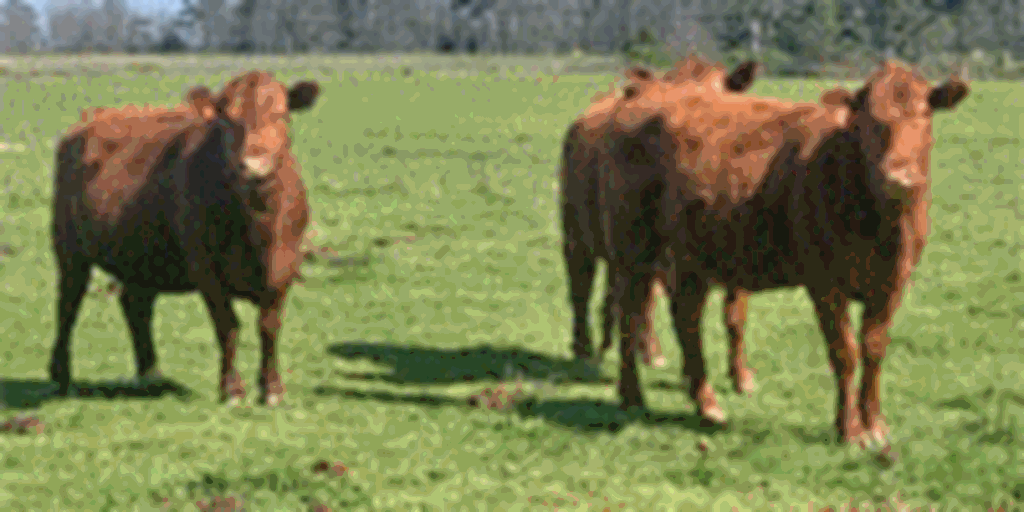 100 Red Angus Cross Cows w/ 20+ Calves... Northeast AR