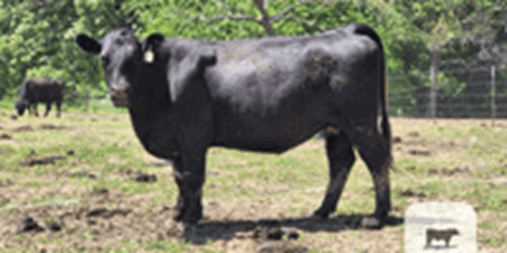 160 Angus Cross Cows w/ 5+ Calves... Central MO