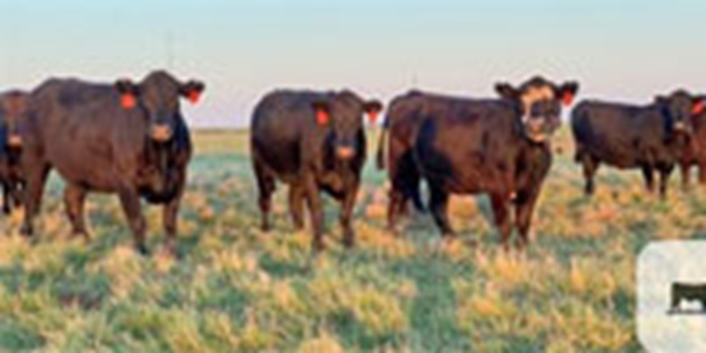 28 Angus & Red Angus Cows... N. Central OK